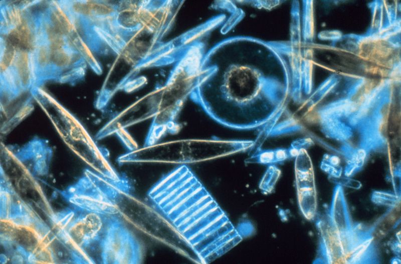 Plancton : Diatomées