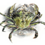 Crabe vert, Dessin Nolwenn Languille